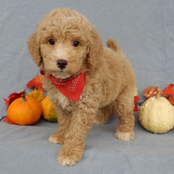 F1b Mini Goldendoodle Puppy for Sale