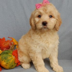 F1b Mini Goldendoodle Puppy for Sale