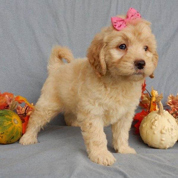 F1b Mini Goldendoodle Puppy for Sale