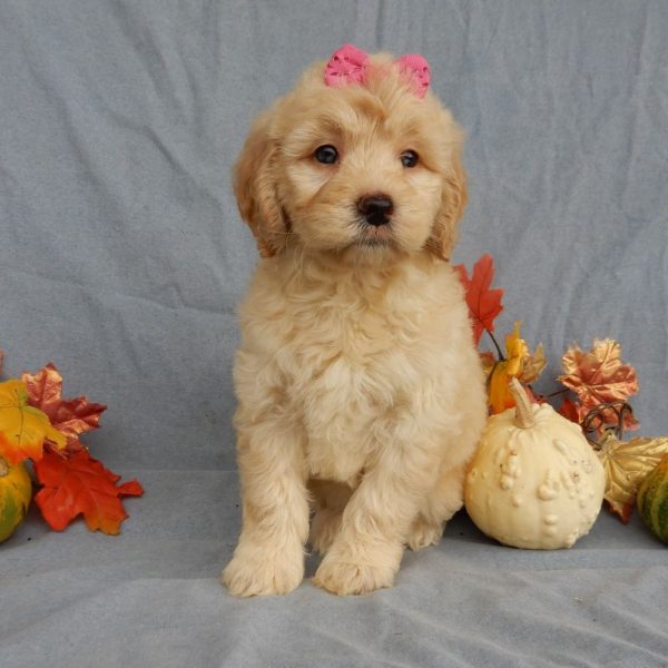 F1b Mini Goldendoodle Puppy for Sale