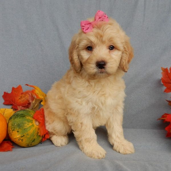 F1b Mini Goldendoodle Puppy for Sale