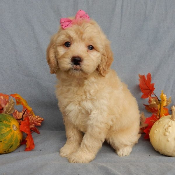 F1b Mini Goldendoodle Puppy for Sale