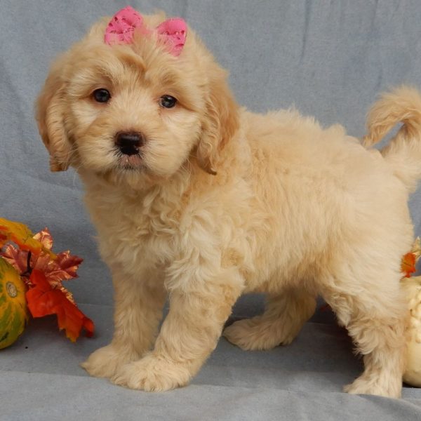 F1b Mini Goldendoodle Puppy for Sale