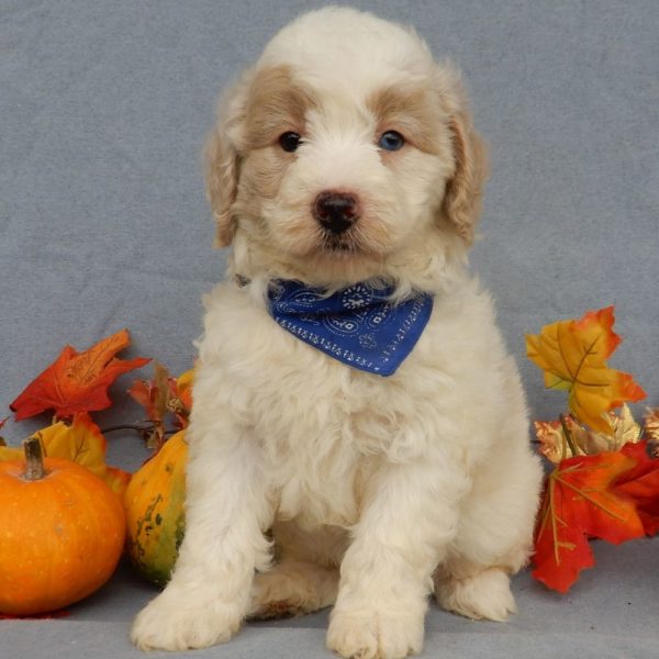 F1b Mini Goldendoodle Puppy for Sale