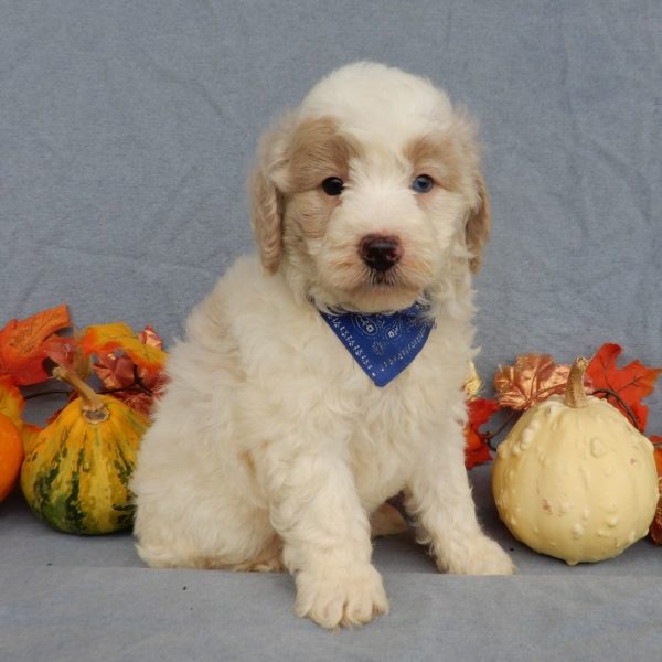 F1b Mini Goldendoodle Puppy for Sale