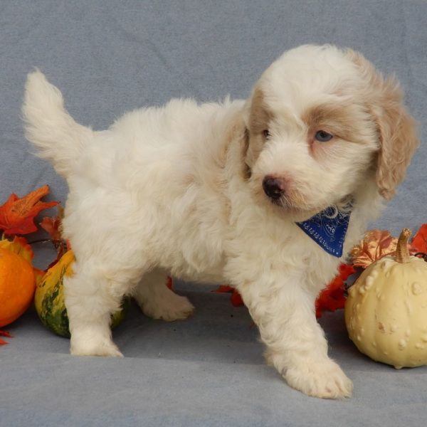 F1b Mini Goldendoodle Puppy for Sale