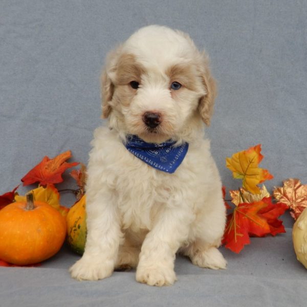 F1b Mini Goldendoodle Puppy for Sale