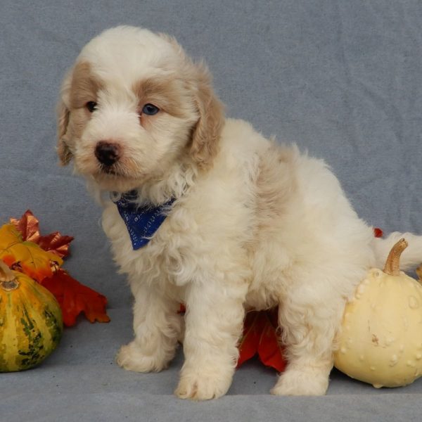 F1b Mini Goldendoodle Puppy for Sale