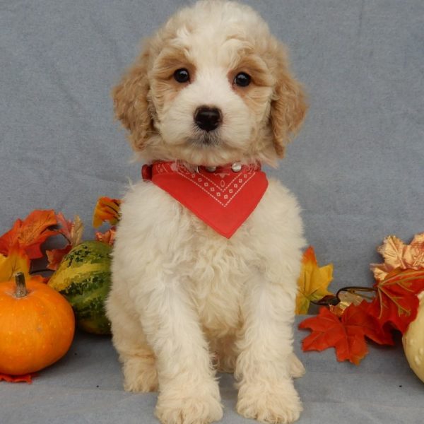 F1b Mini Goldendoodle Puppy for Sale