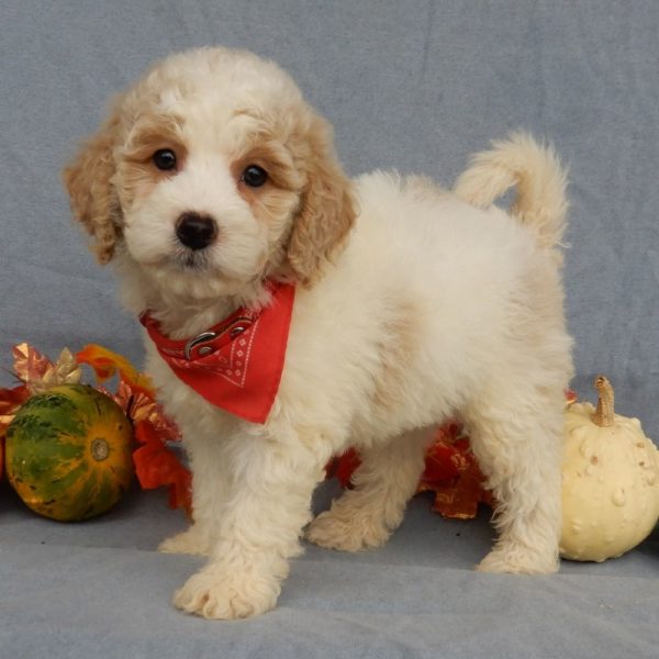 F1b Mini Goldendoodle Puppy for Sale