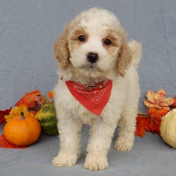 F1b Mini Goldendoodle Puppy for Sale