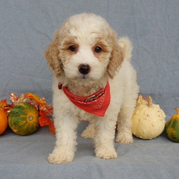 F1b Mini Goldendoodle Puppy for Sale