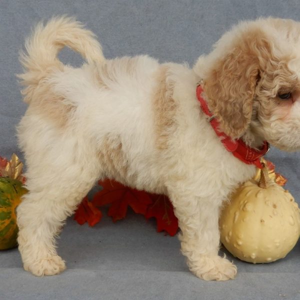 F1b Mini Goldendoodle Puppy for Sale