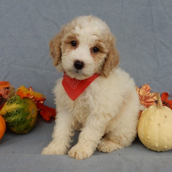 F1b Mini Goldendoodle Puppy for Sale