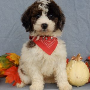 F1b Mini Goldendoodle Puppy for Sale