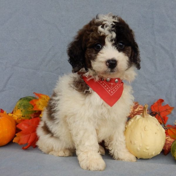 F1b Mini Goldendoodle Puppy for Sale