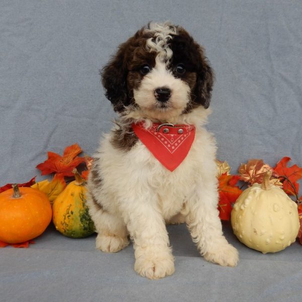 F1b Mini Goldendoodle Puppy for Sale