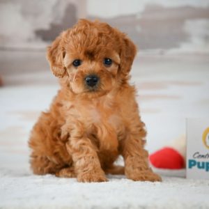 F1b Cavapoo Puppy for Sale