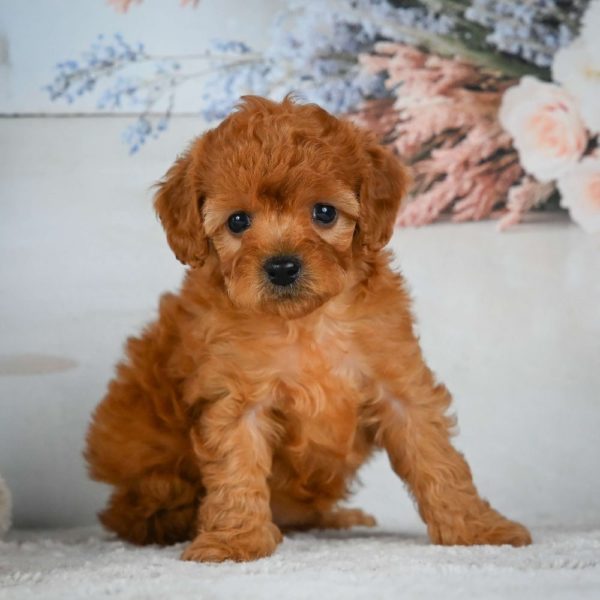 F1b Cavapoo Puppy for Sale