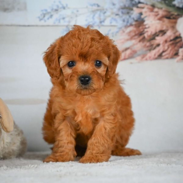 F1b Cavapoo Puppy for Sale