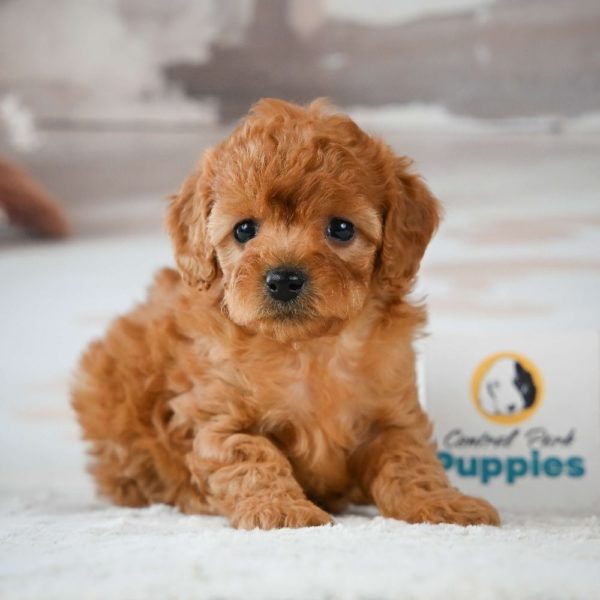 F1b Cavapoo Puppy for Sale