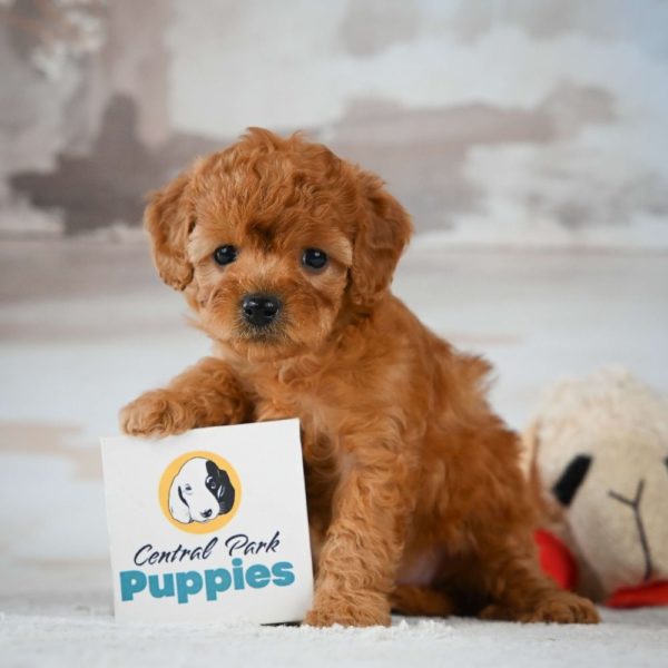 F1b Cavapoo Puppy for Sale