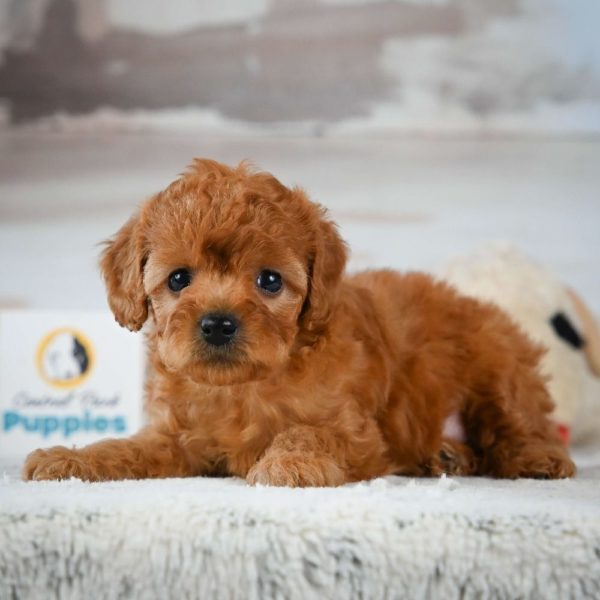 F1b Cavapoo Puppy for Sale