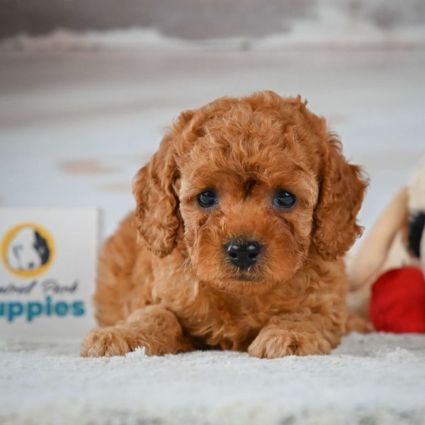 F1b Cavapoo Puppy for Sale