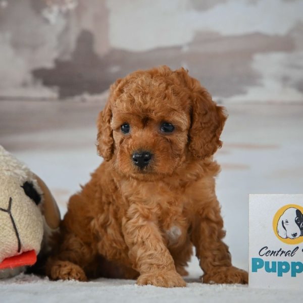 F1b Cavapoo Puppy for Sale