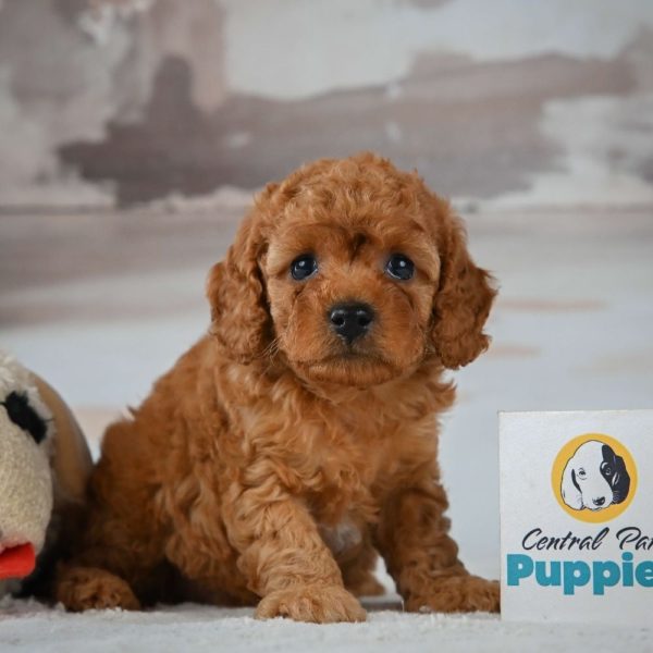 F1b Cavapoo Puppy for Sale