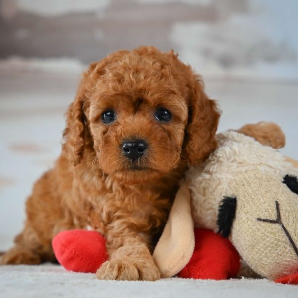 F1b Cavapoo Puppy for Sale