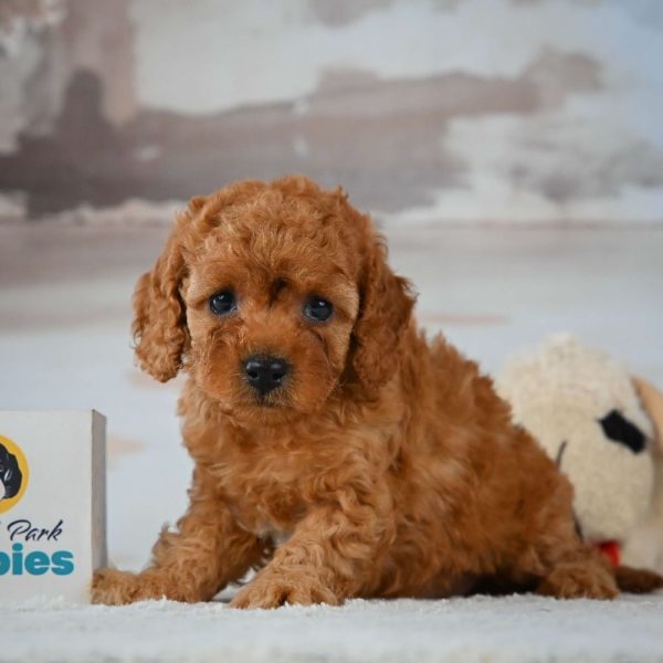 F1b Cavapoo Puppy for Sale