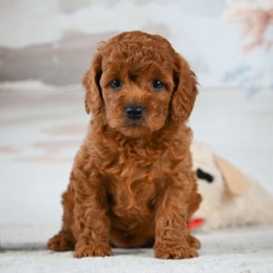 F1b Cavapoo Puppy for Sale