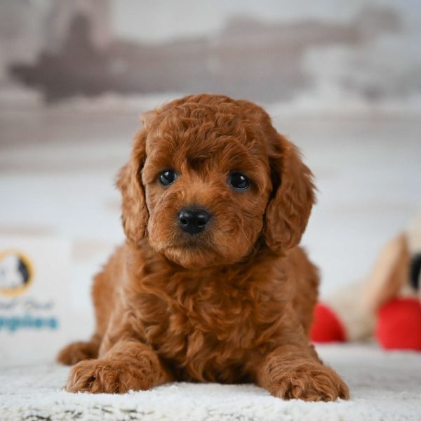 F1b Cavapoo Puppy for Sale