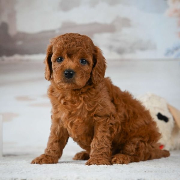 F1b Cavapoo Puppy for Sale