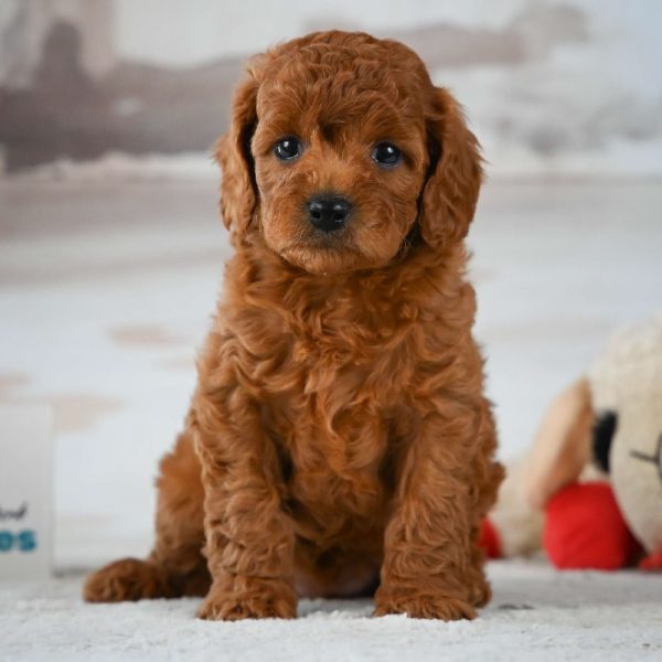 F1b Cavapoo Puppy for Sale