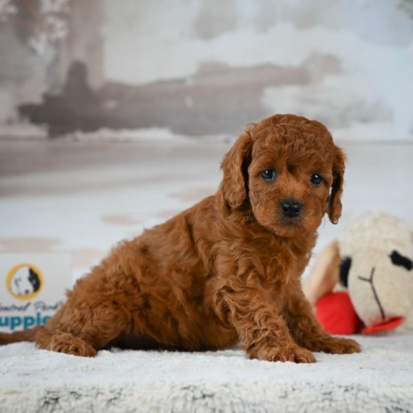 F1b Cavapoo Puppy for Sale