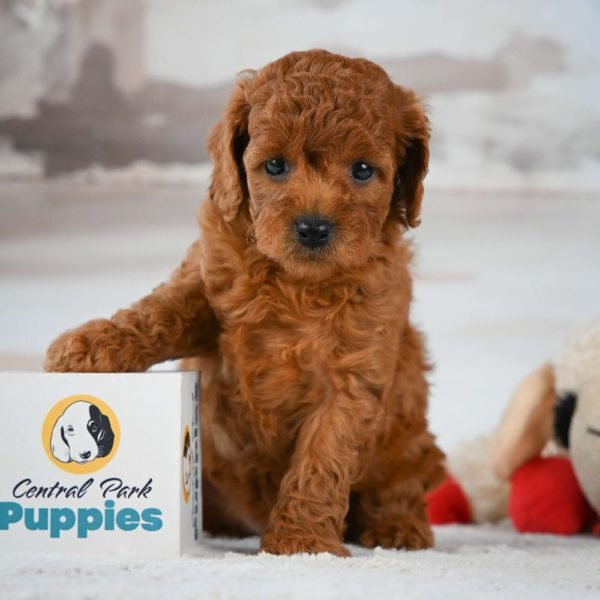 F1b Cavapoo Puppy for Sale