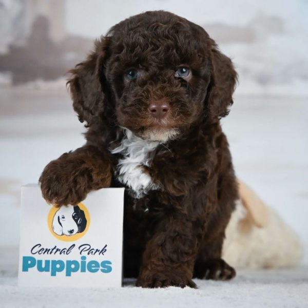 Miniature Poodle Puppy for Sale