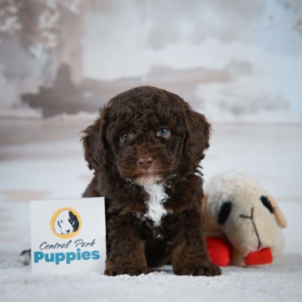 Miniature Poodle Puppy for Sale