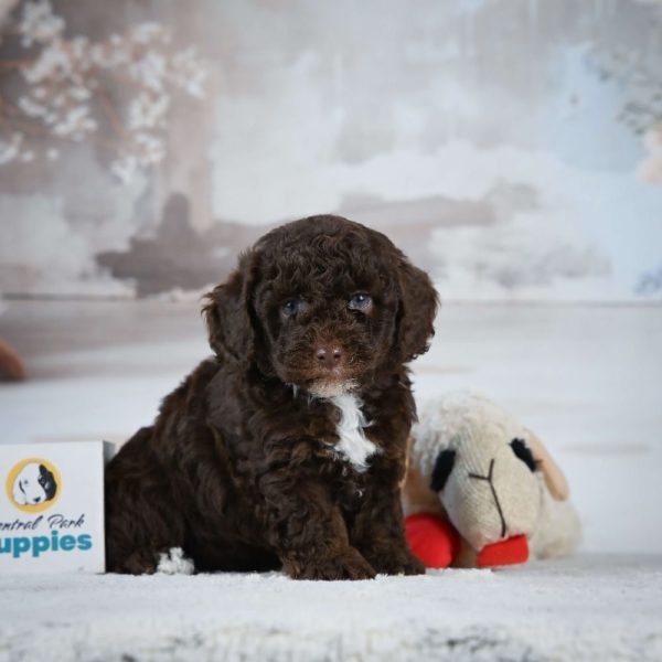 Miniature Poodle Puppy for Sale