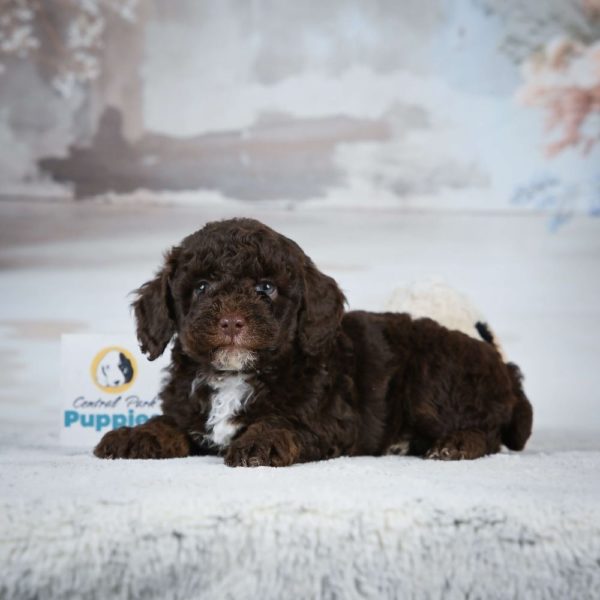 Miniature Poodle Puppy for Sale