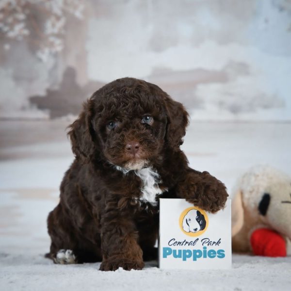 Miniature Poodle Puppy for Sale