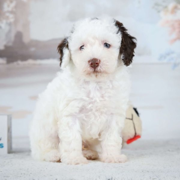 Miniature Poodle Puppy for Sale