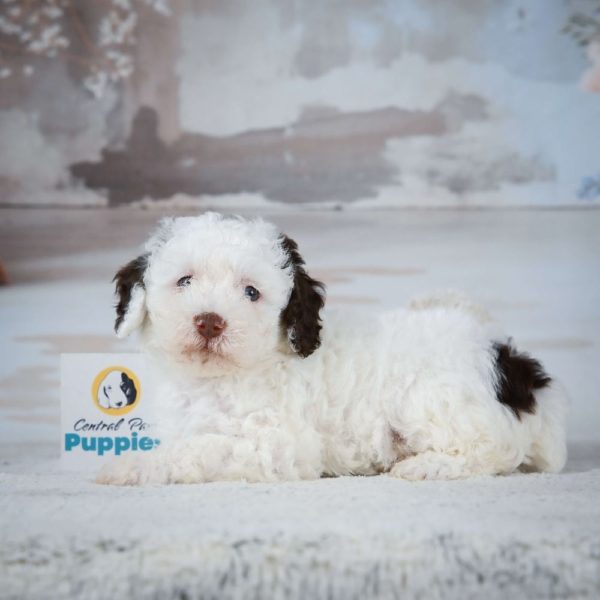 Miniature Poodle Puppy for Sale