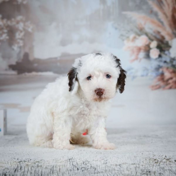 Miniature Poodle Puppy for Sale