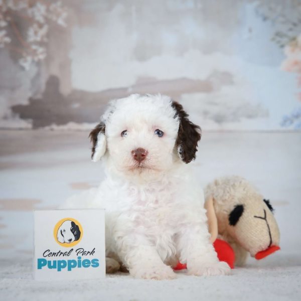 Miniature Poodle Puppy for Sale