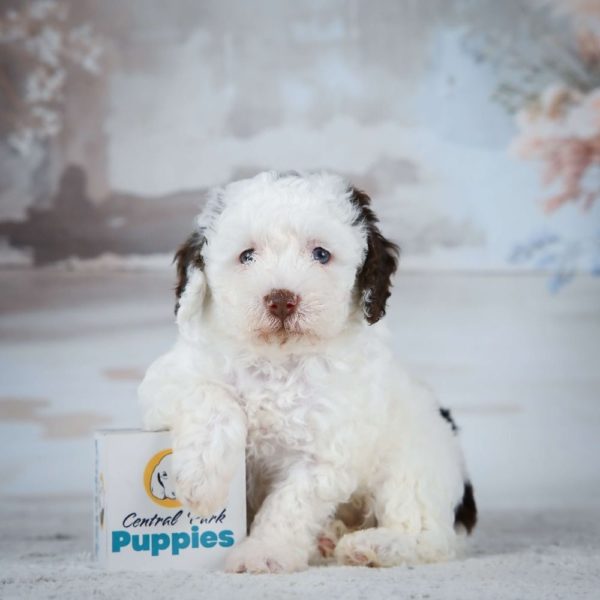 Miniature Poodle Puppy for Sale