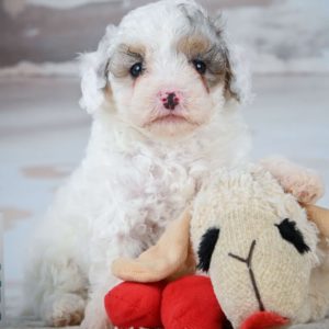 Miniature Poodle Puppy for Sale