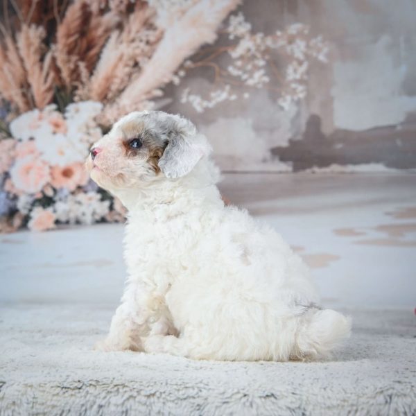 Miniature Poodle Puppy for Sale